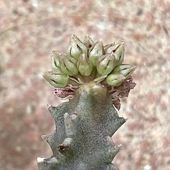 LA Succulents - Caralluma hexagona - Nurseries & Gardening Near Me - Lake View Terrace, California LA Succulents - Caralluma hexagona - Nurseries & Gardening Near Me - Lake View Terrace, California
