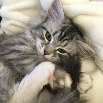 Charodey Siberians - She finally caught her tail and was giving it licks - Pet Breeders Near Me