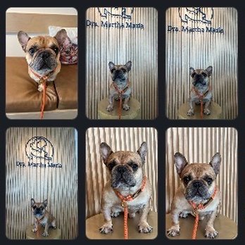 MexiVet Express - Veterinarians Near Me