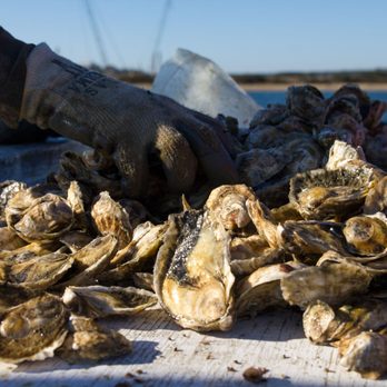 Cottage City Oysters - Choosing the best - Seafood Markets Near Me Cottage City Oysters - Choosing the best - Seafood Markets Near Me