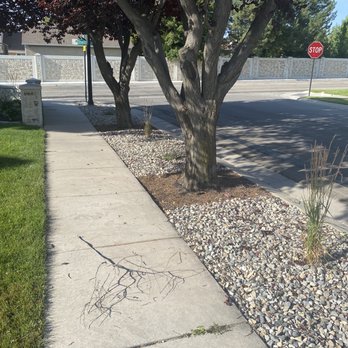 Tree Surgeon Expert - Tree Services Near Me Tree Surgeon Expert - Tree Services Near Me