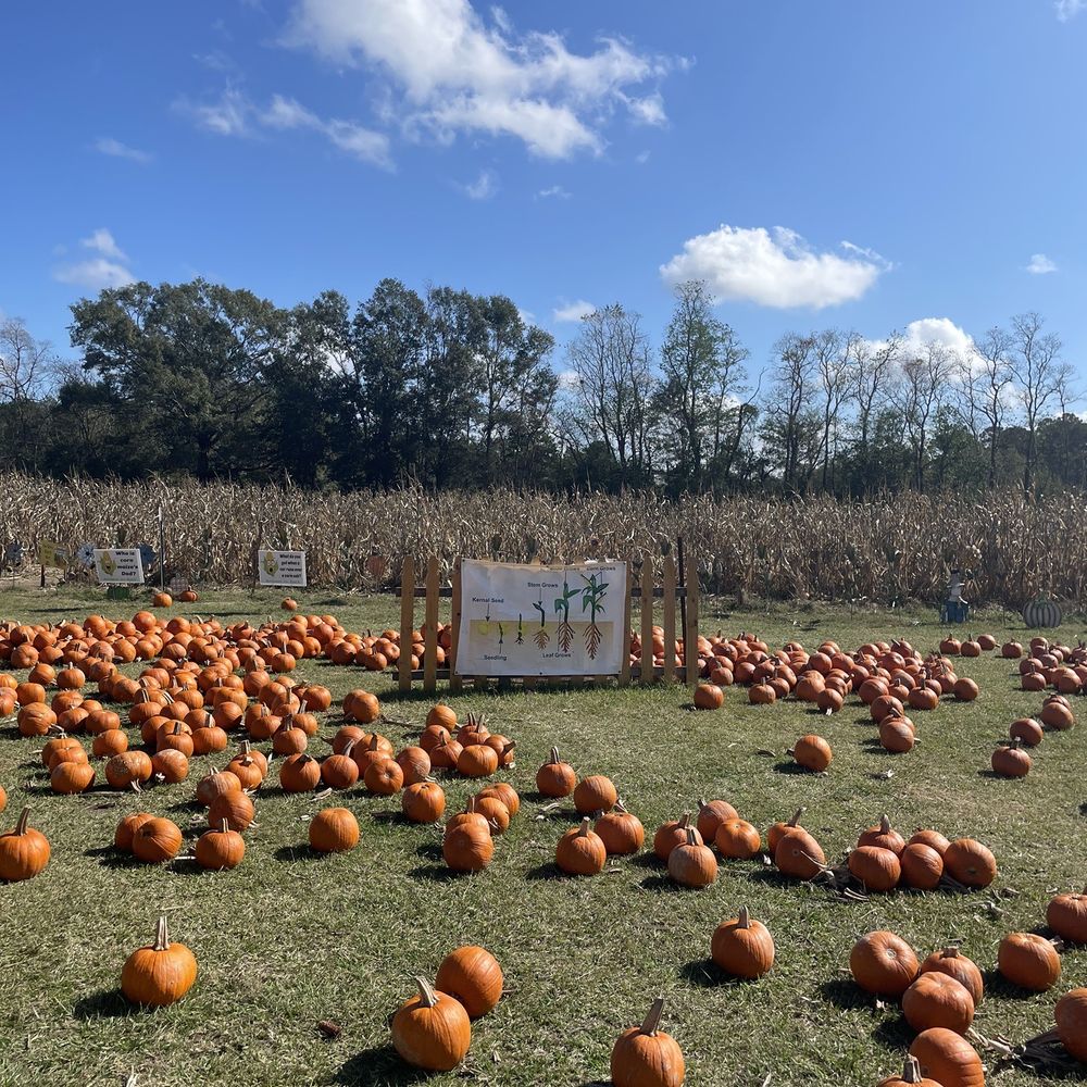 Mrs. Heather's Pumpkin Patch - Kids Activities Near Me - Hammond, Louisiana Mrs. Heather's Pumpkin Patch - Kids Activities Near Me - Hammond, Louisiana