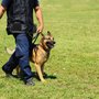 Photo of Crystal Clear Canine Academy