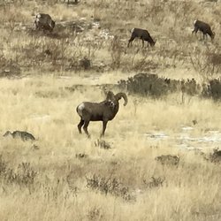 Bighorn Sheep Feeding Station
