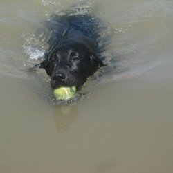 Critter Camp Bark Park - Swimming in the doggy pond