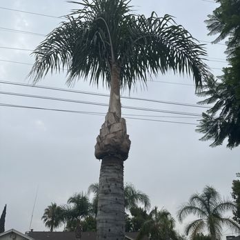Lozada Tree Service - After: Palm Tree - Tree Services Near Me Lozada Tree Service - After: Palm Tree - Tree Services Near Me