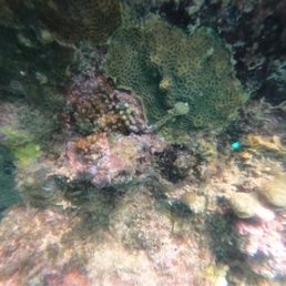 Sea worm