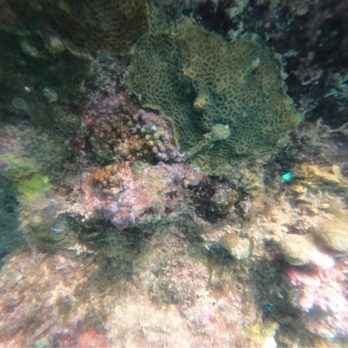 Try Scuba Diving - Sea worm - Scuba Diving Near Me - San Juan, Puerto Rico