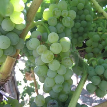 Cakebread Cellars - Wineries Near Me - Rutherford, California Cakebread Cellars - Wineries Near Me - Rutherford, California