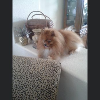 Mobile "Peticures" by Eddie Avila - Johnny Drama - Pet Groomers Near Me Mobile "Peticures" by Eddie Avila - Johnny Drama - Pet Groomers Near Me