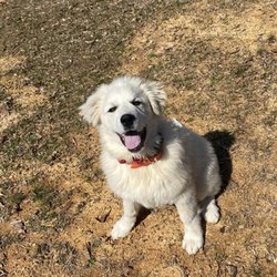 Invisible Fence Brand - Happy Invisible Fence® dog trainee in Huntsville, Alabama