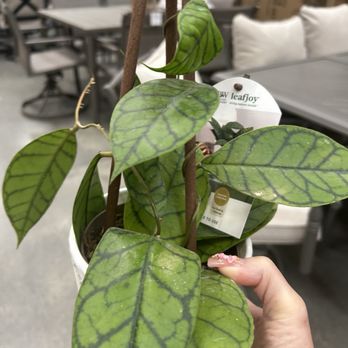 The Home Depot - My New Hoya - Hardware Stores Near Me - Orange, California