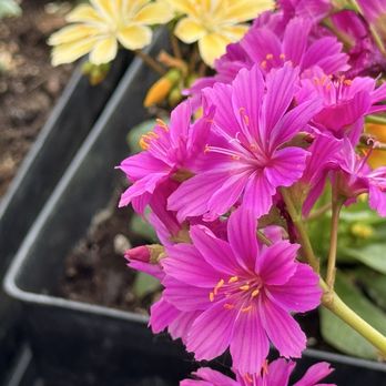 Cheyenne Tree Farms - Nurseries & Gardening Near Me - Beaumont, Alberta