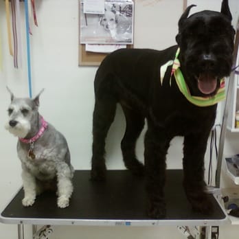 Bubbles Pet Grooming - Pet Groomers Near Me - Hialeah, Florida