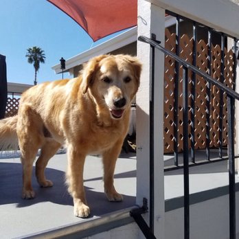 Paws For a Tail - Pet Groomers Near Me