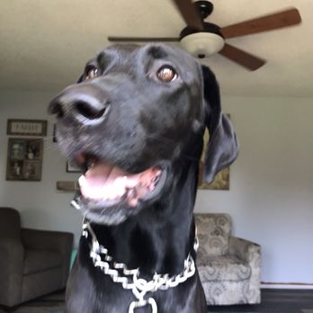 The Dog Spot - Pet Sitting Near Me - Ankeny, Iowa The Dog Spot - Pet Sitting Near Me - Ankeny, Iowa