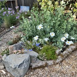 Earth Ecology - Some favorite drought tolerant plants