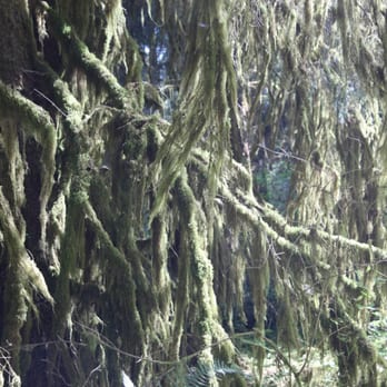 Hoh Rainforest - Hiking Near Me - Forks, Washington Hoh Rainforest - Hiking Near Me - Forks, Washington