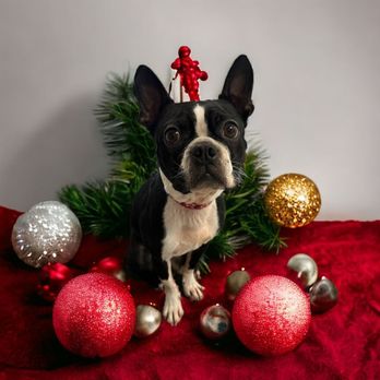 Luxe Pups - Pet Groomers Near Me - Chino, California Luxe Pups - Pet Groomers Near Me - Chino, California