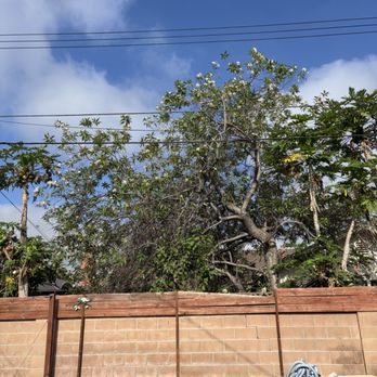 J Rodriguez Tree Care Maintenance - Tree Services Near Me J Rodriguez Tree Care Maintenance - Tree Services Near Me