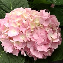 Anson Nursery - Hydrangea