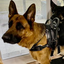 Lehigh Valley Dog Training