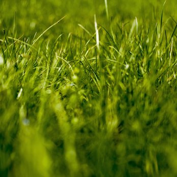 My Buckeye Lawn - a closeup of the grass - Tree Services Near Me My Buckeye Lawn - a closeup of the grass - Tree Services Near Me