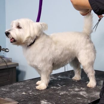 BarkSuds - Pet Groomers Near Me - Tampa, Florida BarkSuds - Pet Groomers Near Me - Tampa, Florida