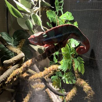 Eco adventures - Chameleon - Venues & Event Spaces Near Me - Millersville, Maryland Eco adventures - Chameleon - Venues & Event Spaces Near Me - Millersville, Maryland