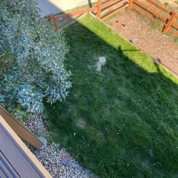 Great Western Tree Care - Stump left in yard