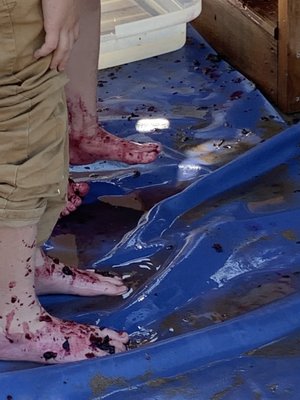 El Rancho de las Golondrinas by null