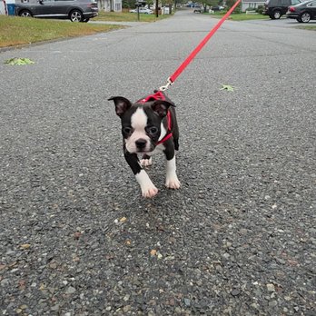 Reardon’s Kennels - Pet Breeders Near Me