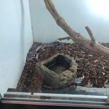 Pet Palace - Leopard geckos with poor shed and husbandry - Pet Stores Near Me - Covina, California