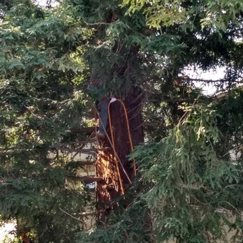 New Sky Tree Service - Tree Services Near Me - San Jose, California New Sky Tree Service - Tree Services Near Me - San Jose, California