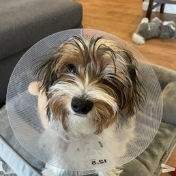 Post surgery. Still happy! Post surgery. Still happy!