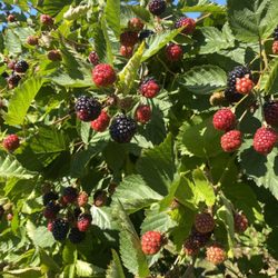 Broers Organic Farm
