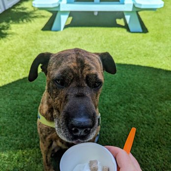 Dairy Joy - Pup cup FTW - Ice Cream & Frozen Yogurt Near Me - Tampa, Florida