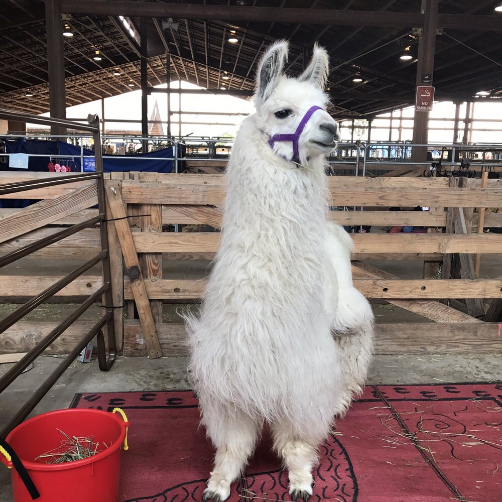 Oregon State Fair - Festivals Near Me - Salem, Oregon Oregon State Fair - Festivals Near Me - Salem, Oregon