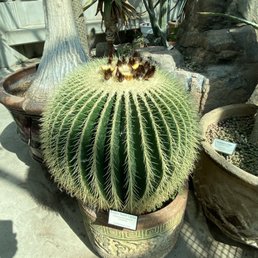 Cactus greenhouse