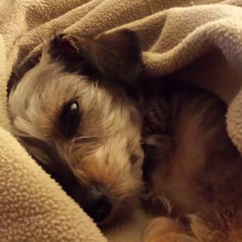 Independence Animal Hospital - Veterinarians Near Me - Independence, Missouri