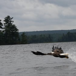 Deerfoot Lodge & Resort - Witness incredible wildlife during your stay.
