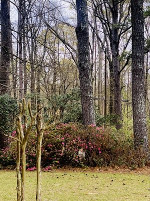 Mississippi Petrified Forest by null