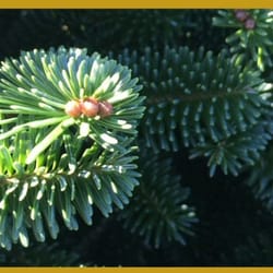 Blue Ridge Christmas Trees