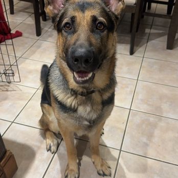 Ky's Dog Boarding - Pet Boarding Near Me - Crestview, Florida