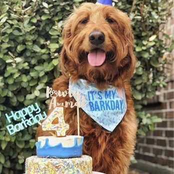 Party Animal - W O O F W O O F - Pet Photography Near Me Party Animal - W O O F W O O F - Pet Photography Near Me