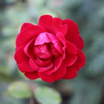 Chicago Botanic Garden - One of the roses from the Rose Garden - Botanical Gardens Near Me - Glencoe, Illinois