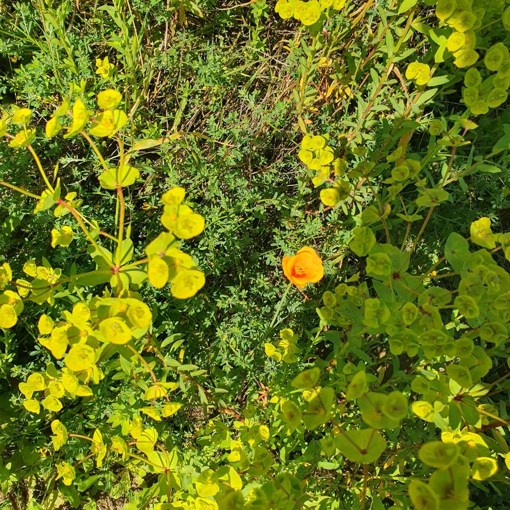 Charmlee Wilderness Park - Starting to bloom poppies - Parks Near Me - Malibu, California