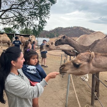 Oasis Camel Dairy - Feeding the camels some yummy apples. - Attraction Farms Near Me - Ramona, California Oasis Camel Dairy - Feeding the camels some yummy apples. - Attraction Farms Near Me - Ramona, California