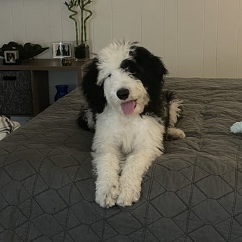 Smelly Dog - Pre-groom mop Carl - Pet Groomers Near Me - Phoenix, Arizona