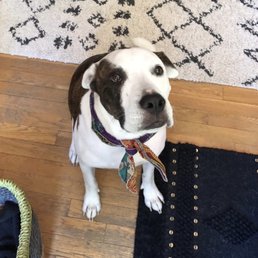 Rest In Peace Dempsey. We will miss you always. Rest In Peace Dempsey. We will miss you always.